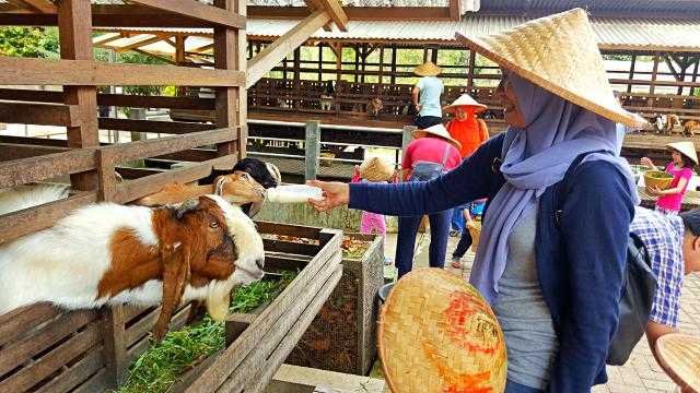 Agrowisata di Bogor Kuntum Nurseries peternakan