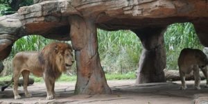 Kebun Binatang Bandung, Edukasi Paling Familiable Untuk Si Kecil