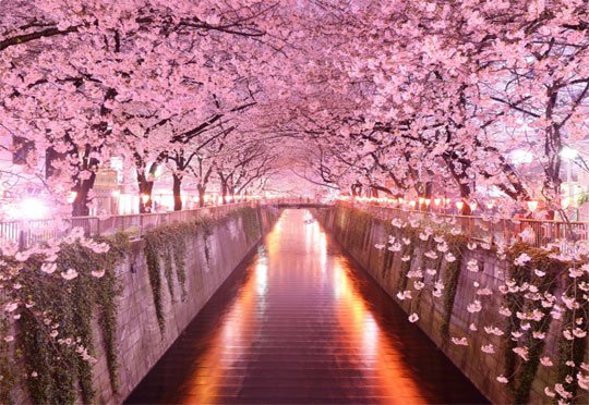 indahnya Taman Bunga Sakura 
