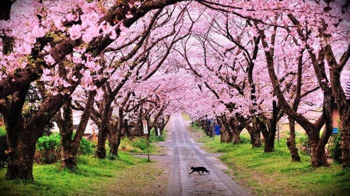 Taman Sakura Cibodas : Yuk Ke Taman Cantik Ini
