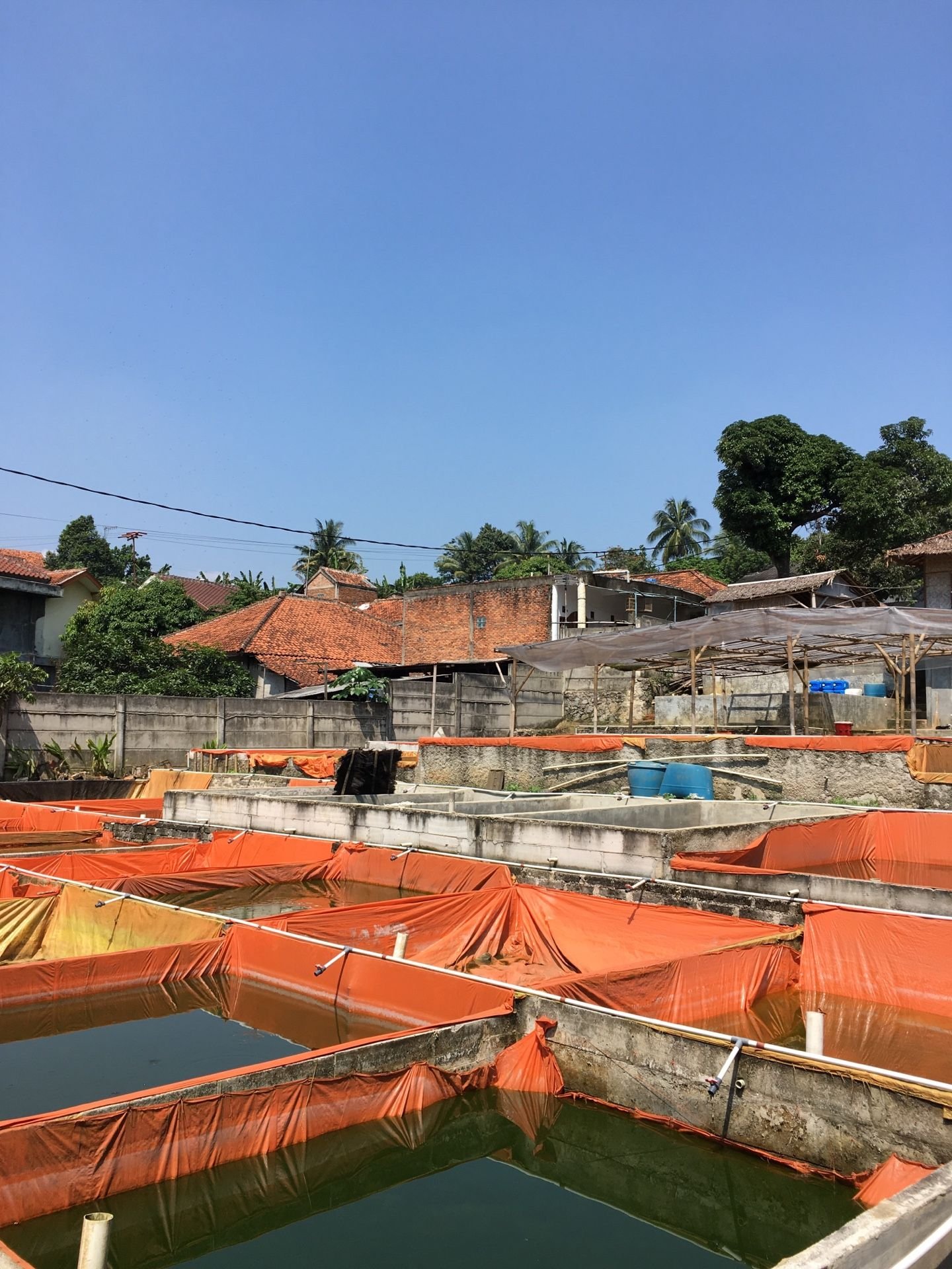 Pembibitan Ikan Lele Di Bogor Surya Kencana Farm